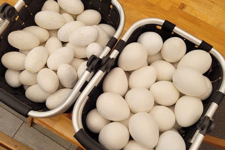 © Ostereiersuche im Tropiquarium - Tropiquarium