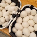 © Ostereiersuche im Tropiquarium - Tropiquarium