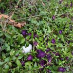 Ostereiersuche im Tropiquarium_Servion