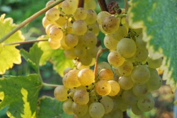 © Besichtigung und Verkostung des Schlosses La Tour de Marignan - O.Canelli