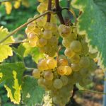 © Besichtigung und Verkostung des Schlosses La Tour de Marignan - O.Canelli