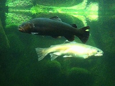Der Genfer See ist reich an verschiedenen Fischarten. Nicht alle davon sind im See heimisch, und einige Arten, wie beispielsweise der Sonnenbarsch, wurden von Fischern eingeführt. Fische