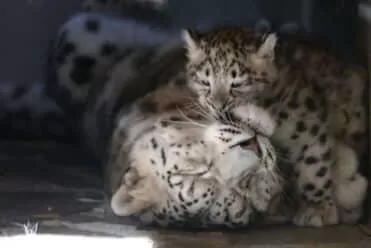 Le zoo de Servion annonce la naissance de jeunes panthères