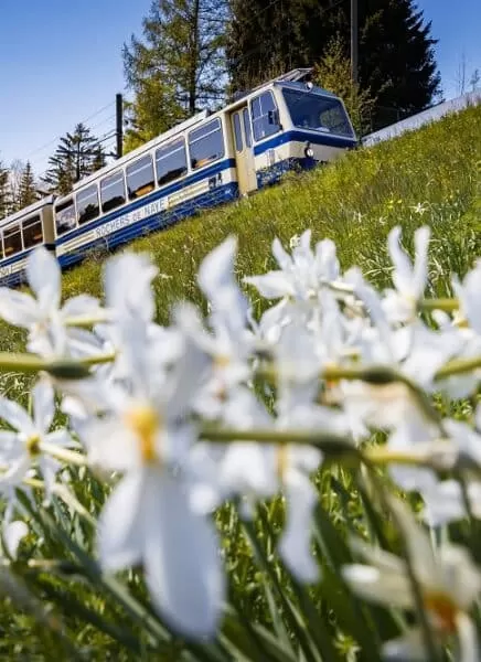 Au départ de Montreux, une escapade vertigineuse en train à crémaillère